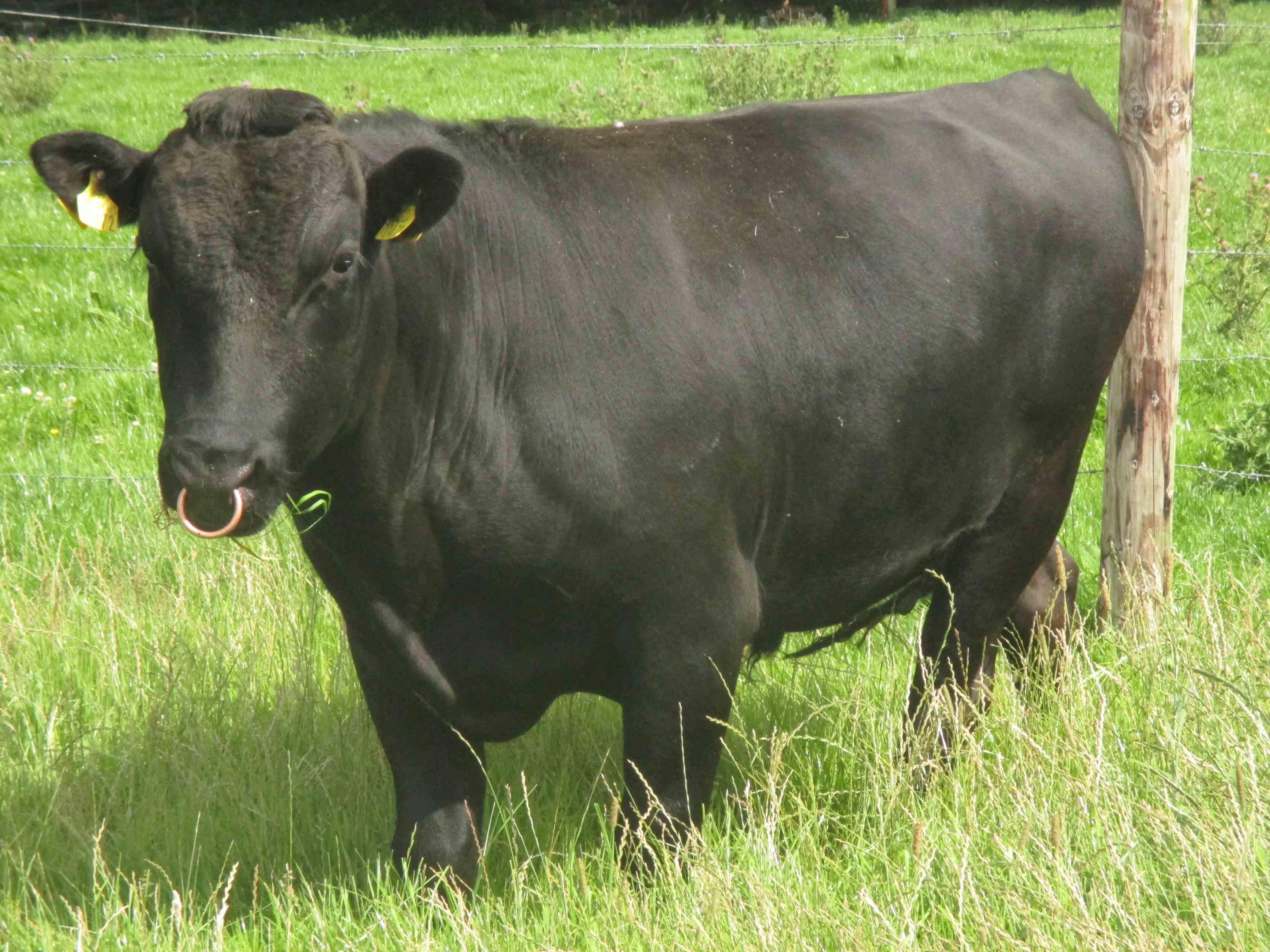 Brillant - Wagyu