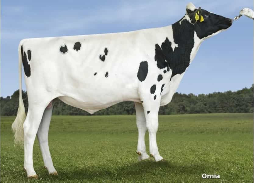 PLATINO - Holstein