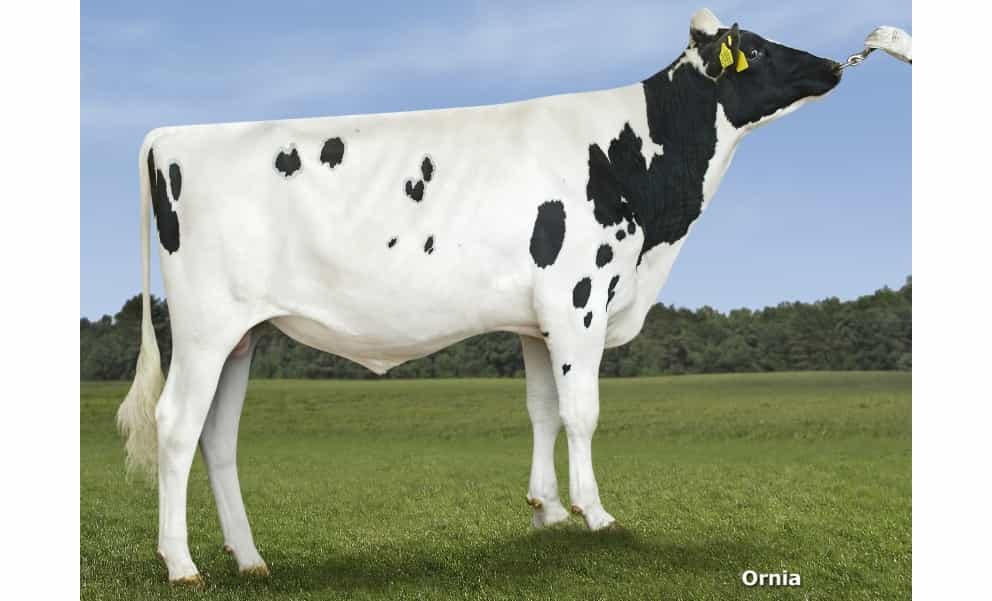 PLATINO - Holstein