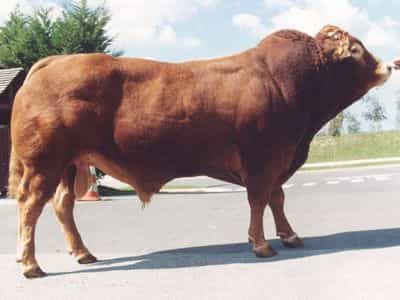 Image de Champion