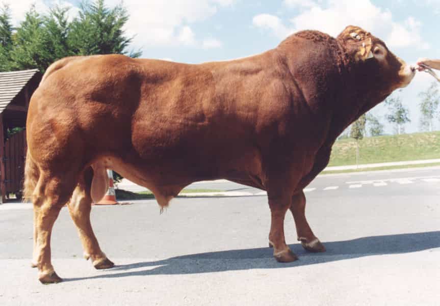 Champion - Limousine