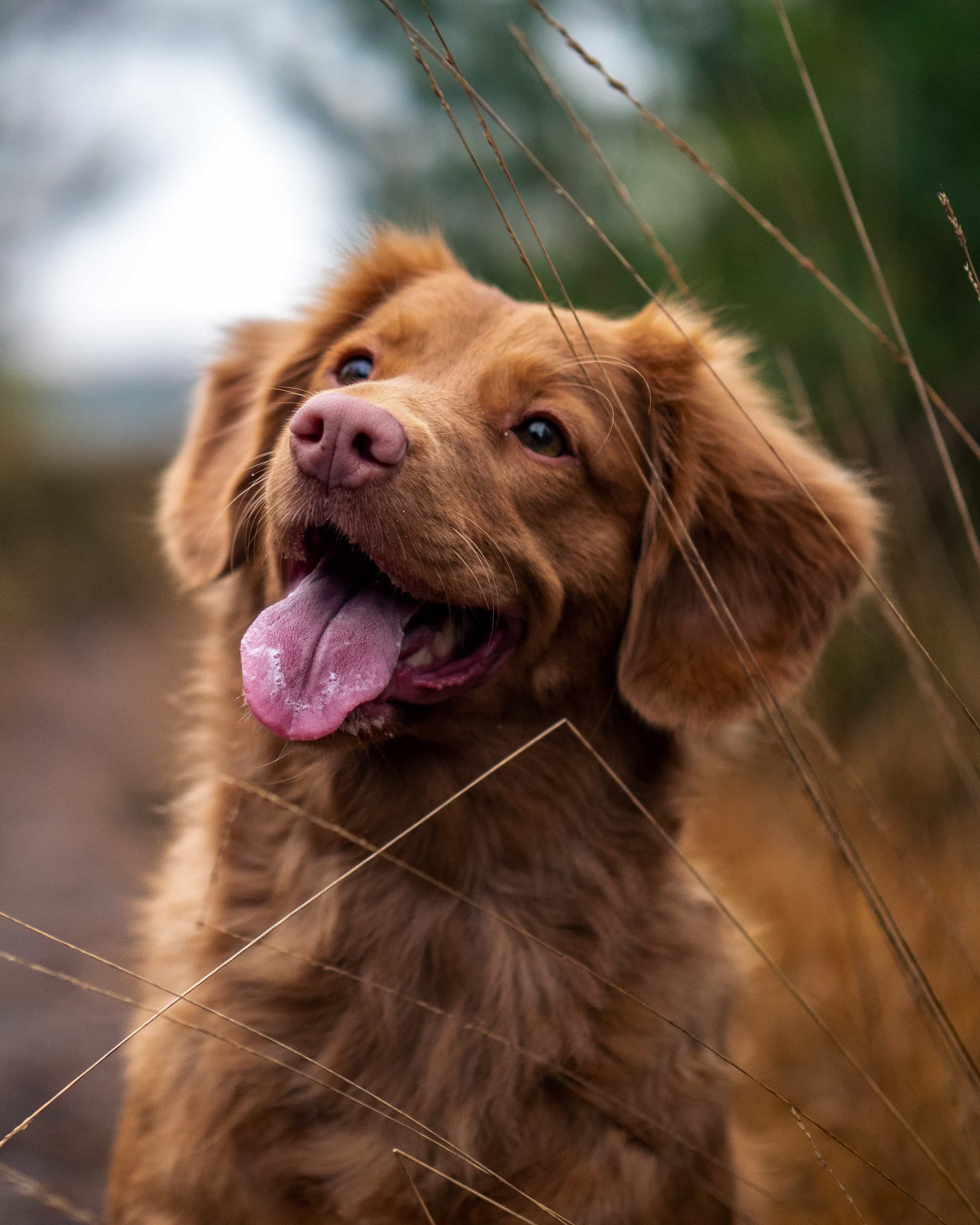 chien