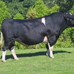 Image de Hallville As Cola S2F