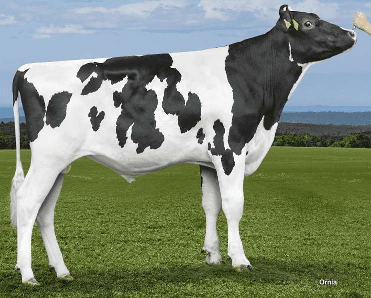 COPILOT - Holstein