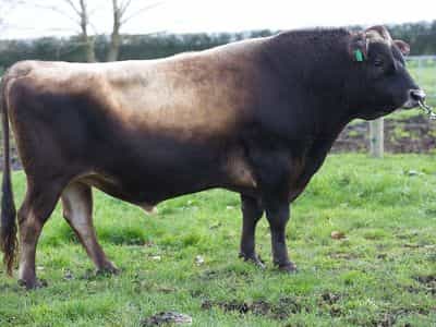 Image de Foxton Pg Coyotte ET