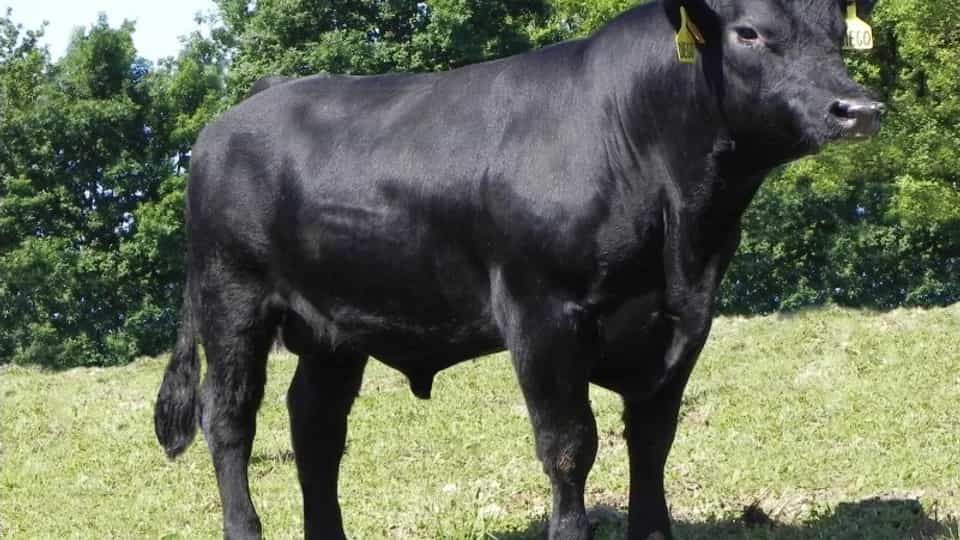 Diego - Angus