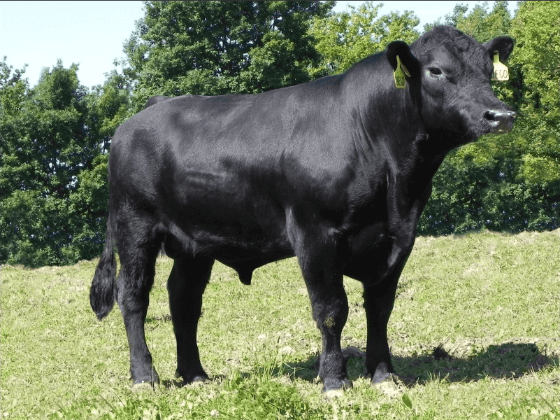 Diego - Angus