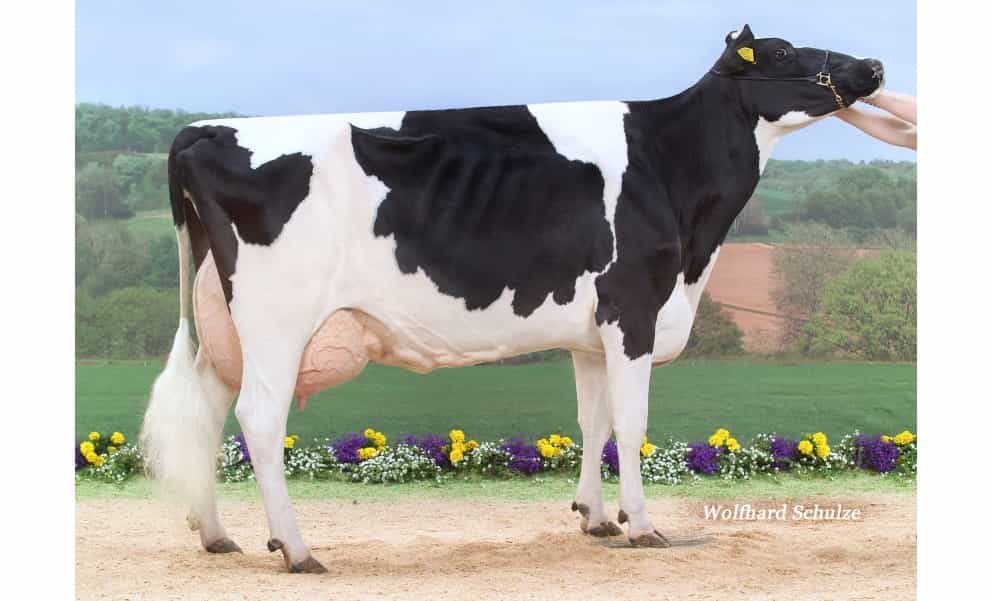 KOSTAR SKO - Holstein