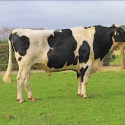 Image de Buelin Bm Équator S2F