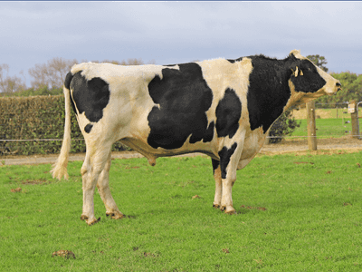 Image de Buelin Bm Équator S2F