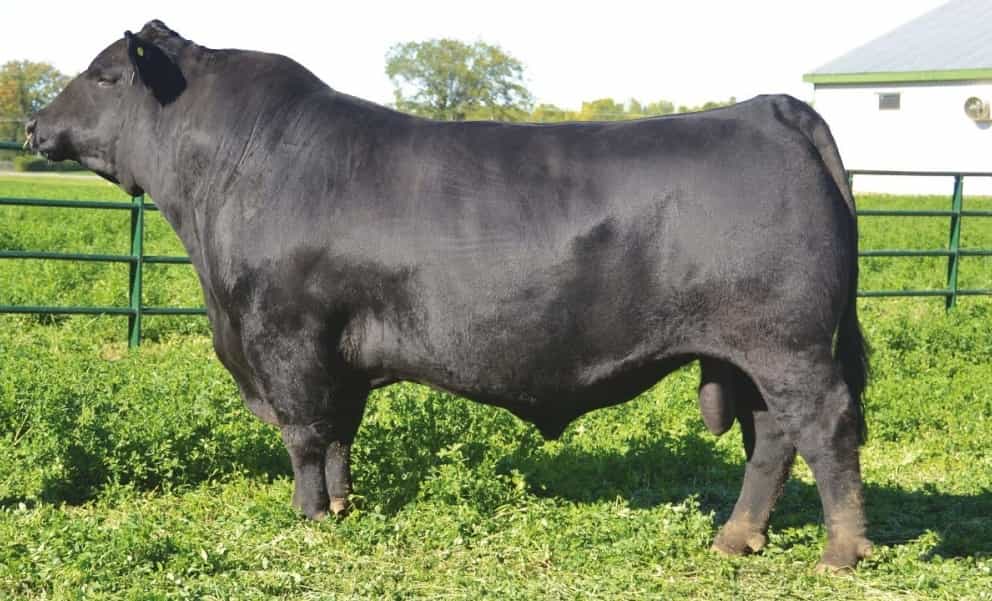 Guenther - Angus