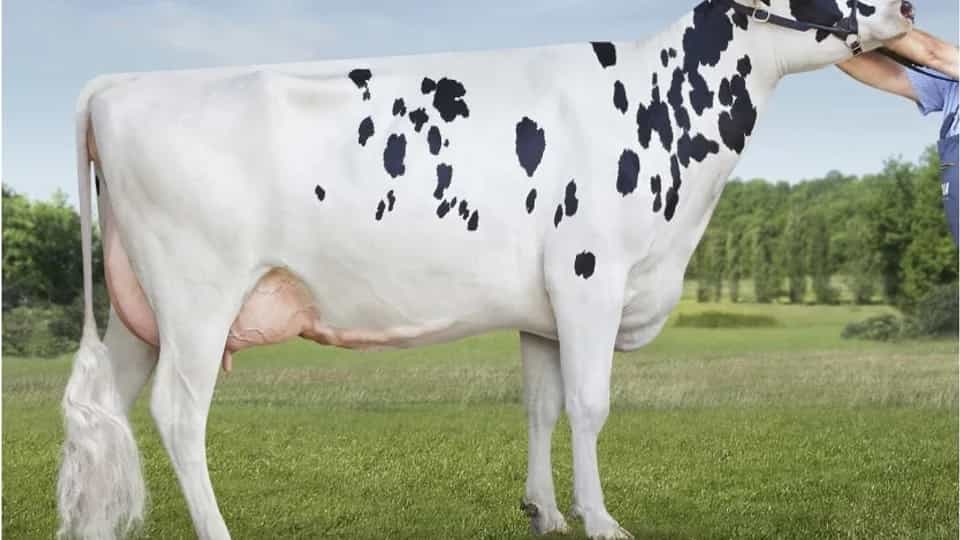 SISET - Holstein
