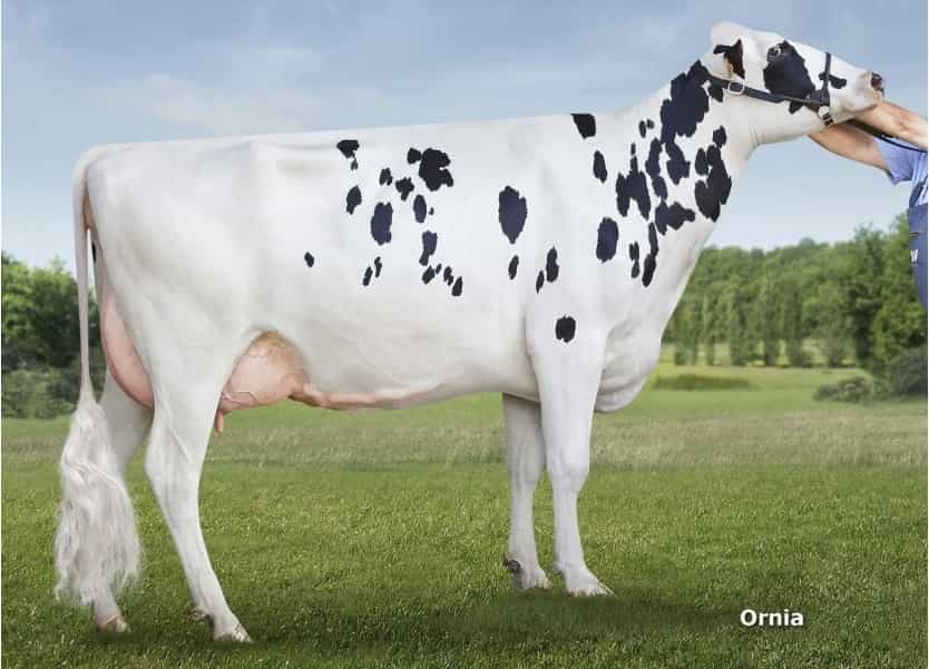 SISET - Holstein