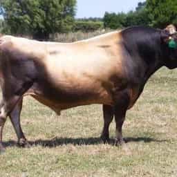 Image de Glenui Degree Hoss ET