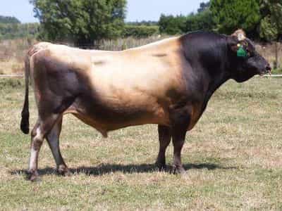 Image de Glenui Degree Hoss ET