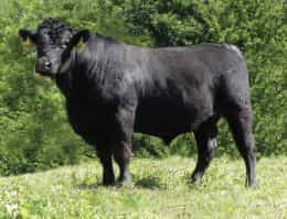 Hiller - Angus