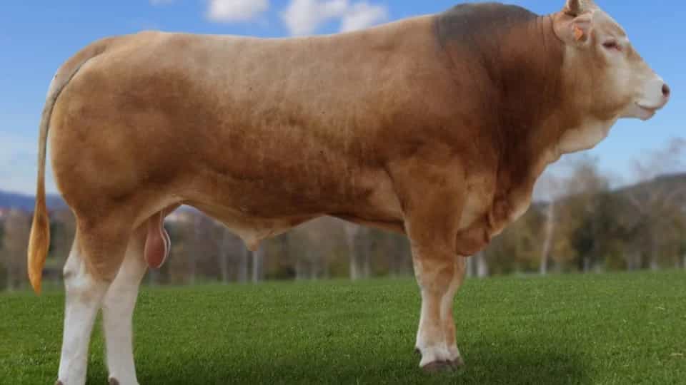 Illario - Blonde d'aquitaine