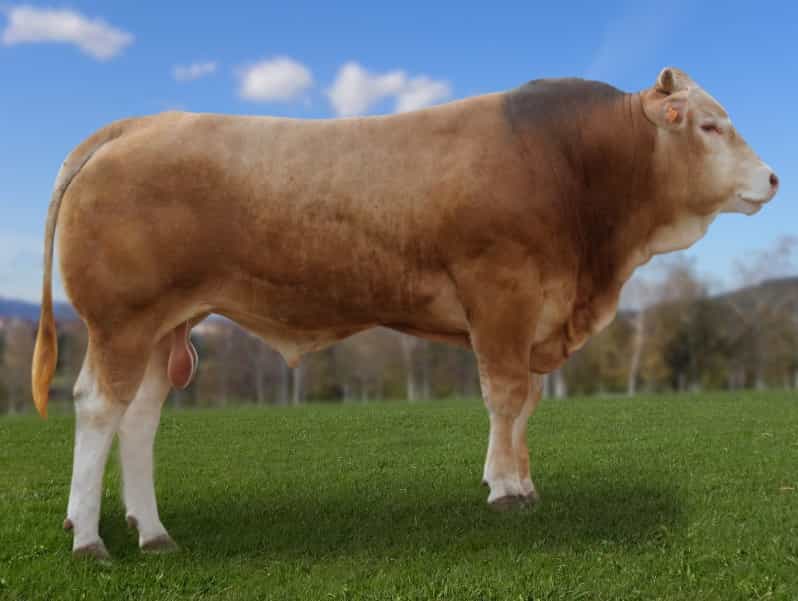 Illario - Blonde d'aquitaine