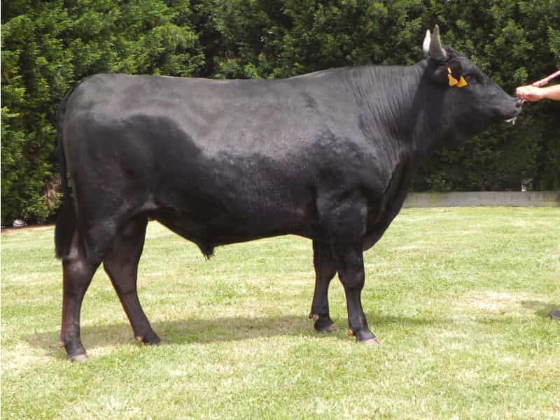 Kobe - Wagyu