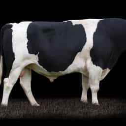 Image de Gordons Am Lancelot S3F