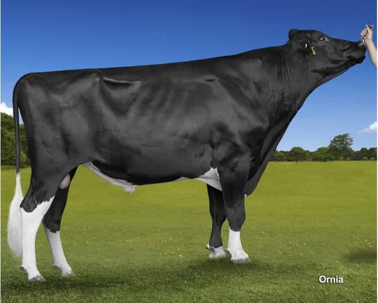 KANSAS - Holstein