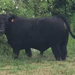 Mackanas
