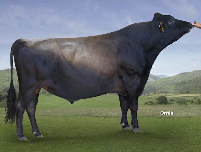 Califa - Jersey