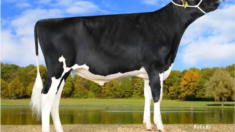 PEDRIN P - Holstein