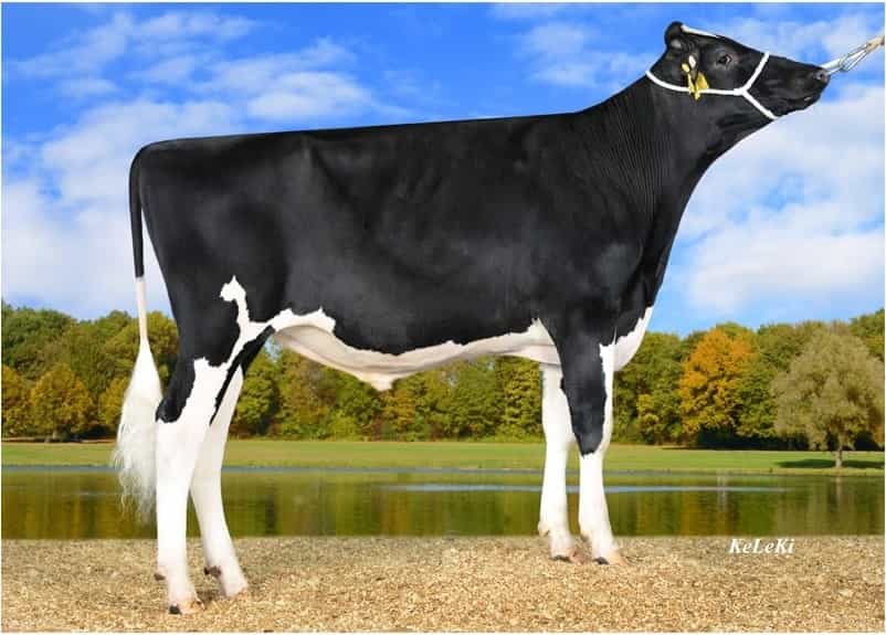 PEDRIN P - Holstein