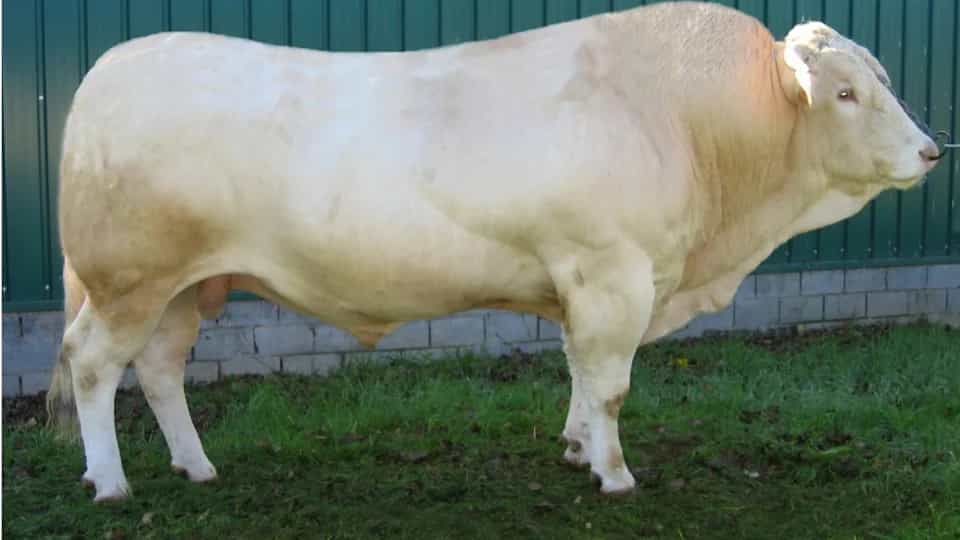 Peyo - Blonde d'aquitaine