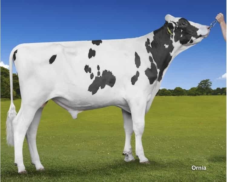 PREMIUM - Holstein
