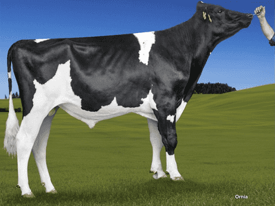 Image de Puma Alh Cassandra ET