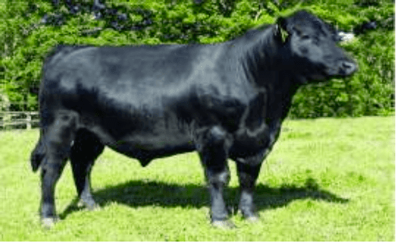 Rissington R73 - Angus