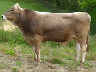 Image de Roque