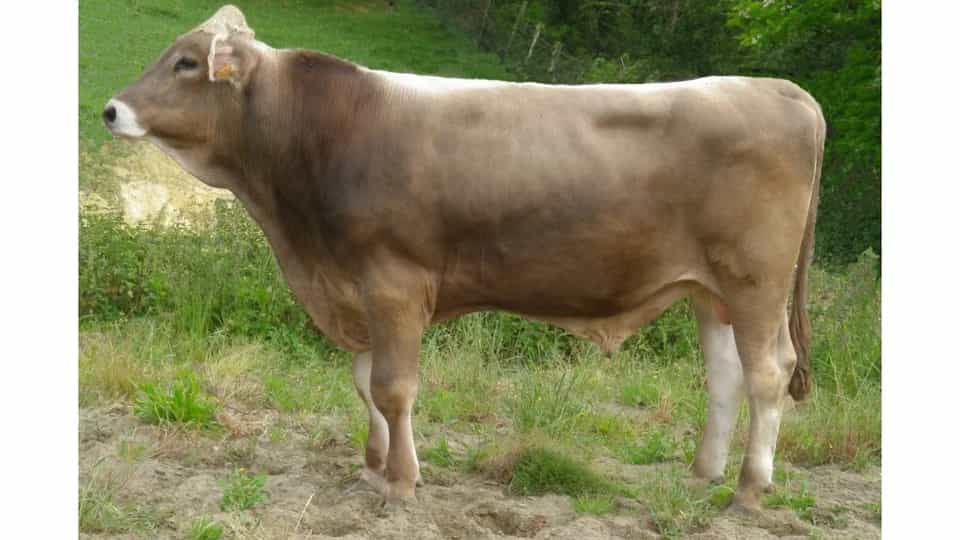 Roque - Brune