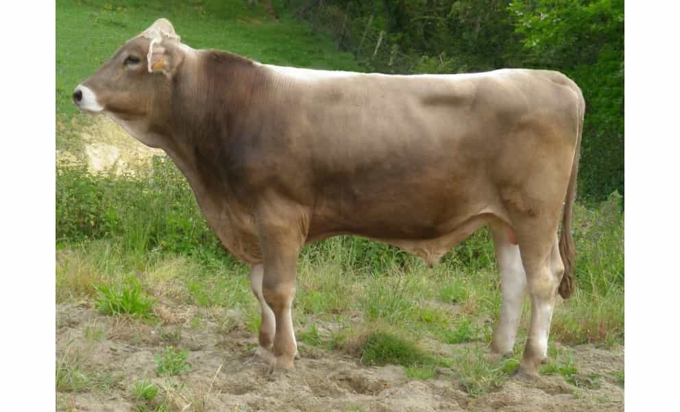Roque - Brune