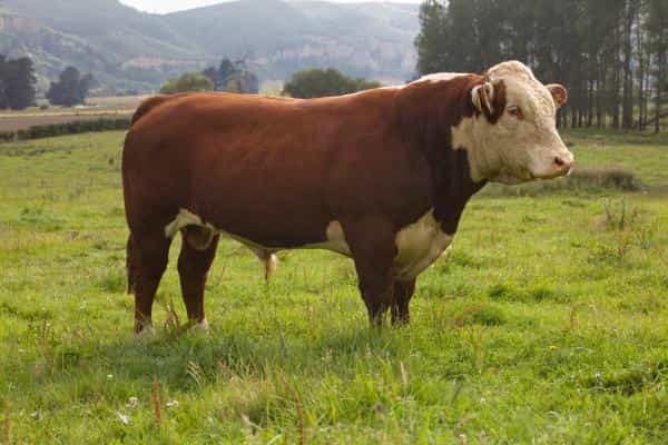 Hill - Hereford