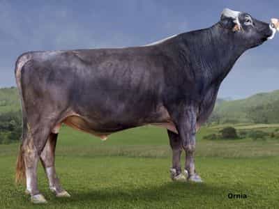 Image de Top Acres Buffy ET