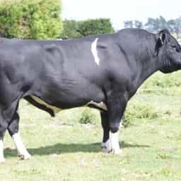 Image de Jareem Mh Verdict S2F