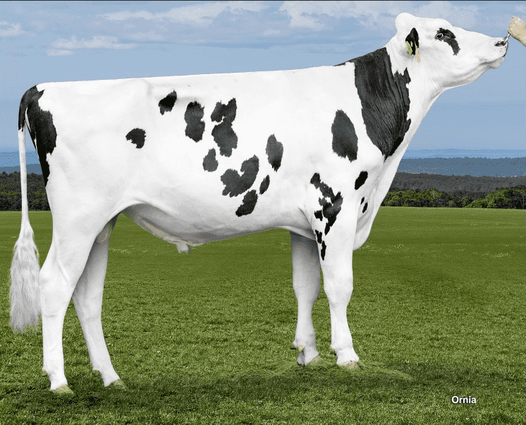 VISION - Holstein