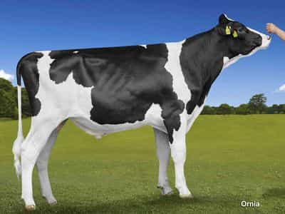 Image de Geox Alh Caribic 