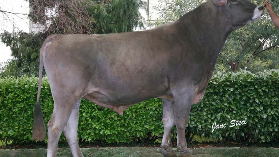 Ulloa - Brune