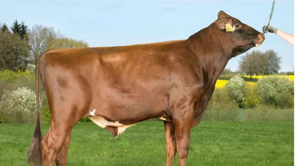 ASTON - Rouge suedoise