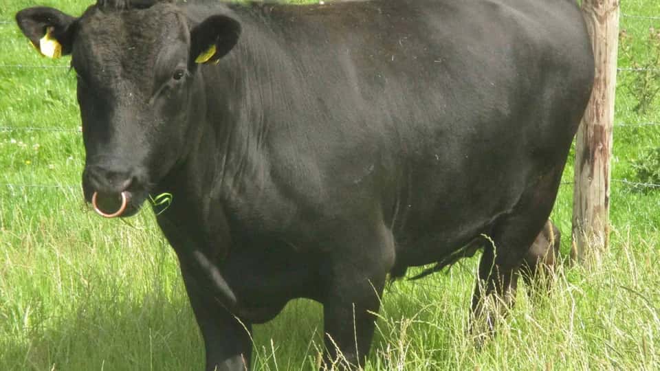 Brillant - Wagyu