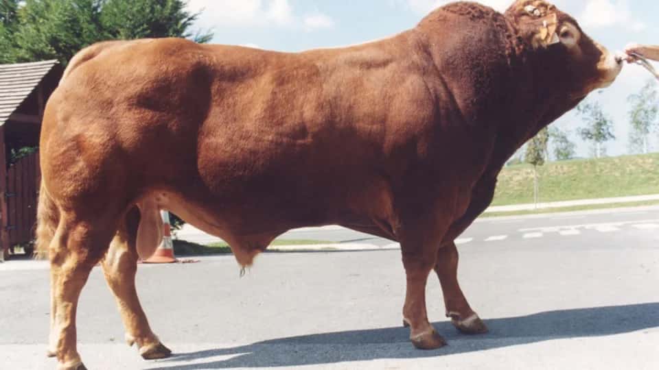 Champion - Limousine