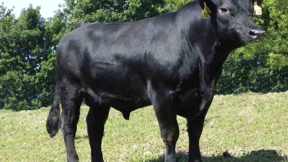Diego - Angus