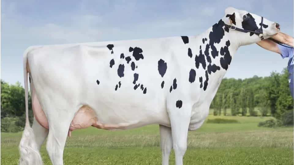 SISET - Holstein