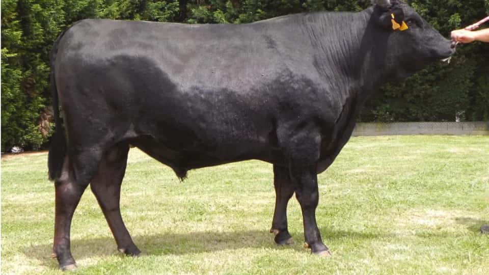 Kobe - Wagyu