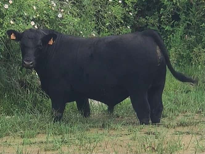 Mackanas - Angus