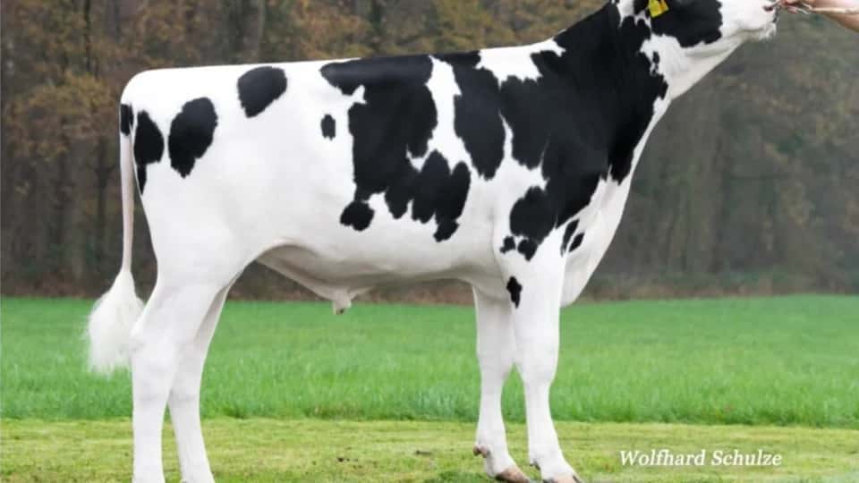NEXUS - Holstein
